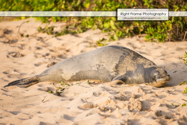 Sunset Family Photography in Ko'Olina Oahu Hawaii